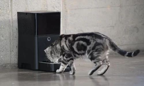 Best pet gadgets 2021: High-tech pet devices for your cats and dogs (and yourself)