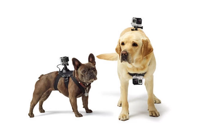 High-tech pet devices