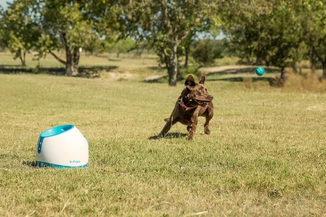 High-tech pet devices