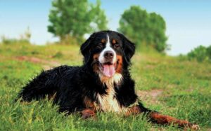 What Are The Most Liked Dog Breeds?