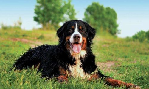 What Are The Most Liked Dog Breeds?