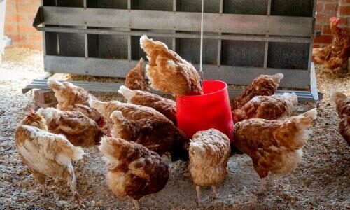 Six Essential Equipment You Need to Run a Modern Poultry Farm