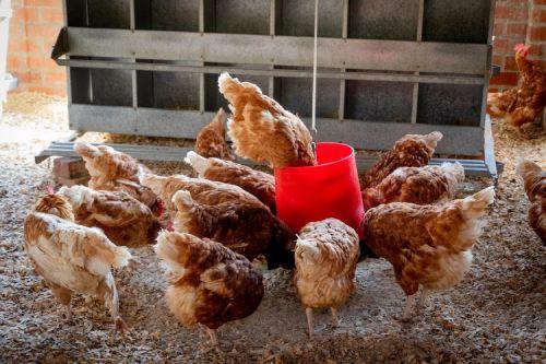 Six Essential Equipment You Need to Run a Modern Poultry Farm